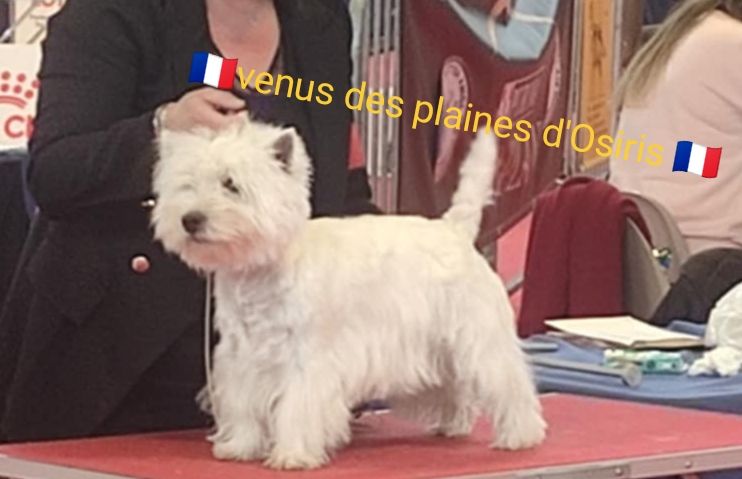 Venus Des Plaines D’Osiris