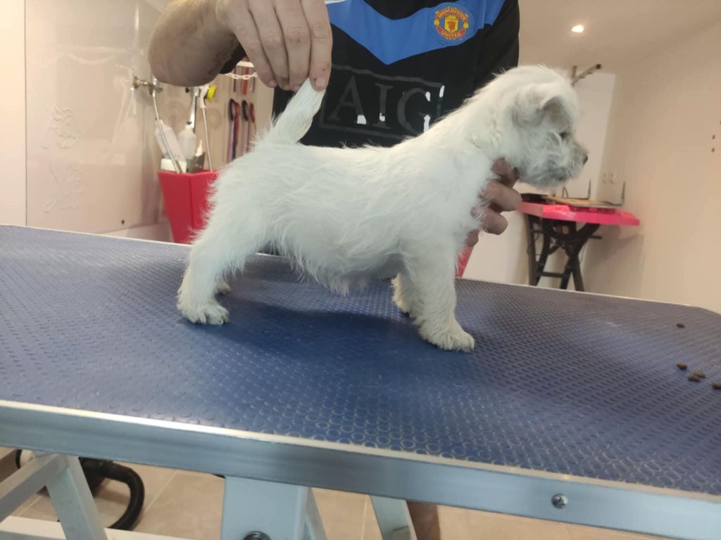 Athena Du mat des oyats