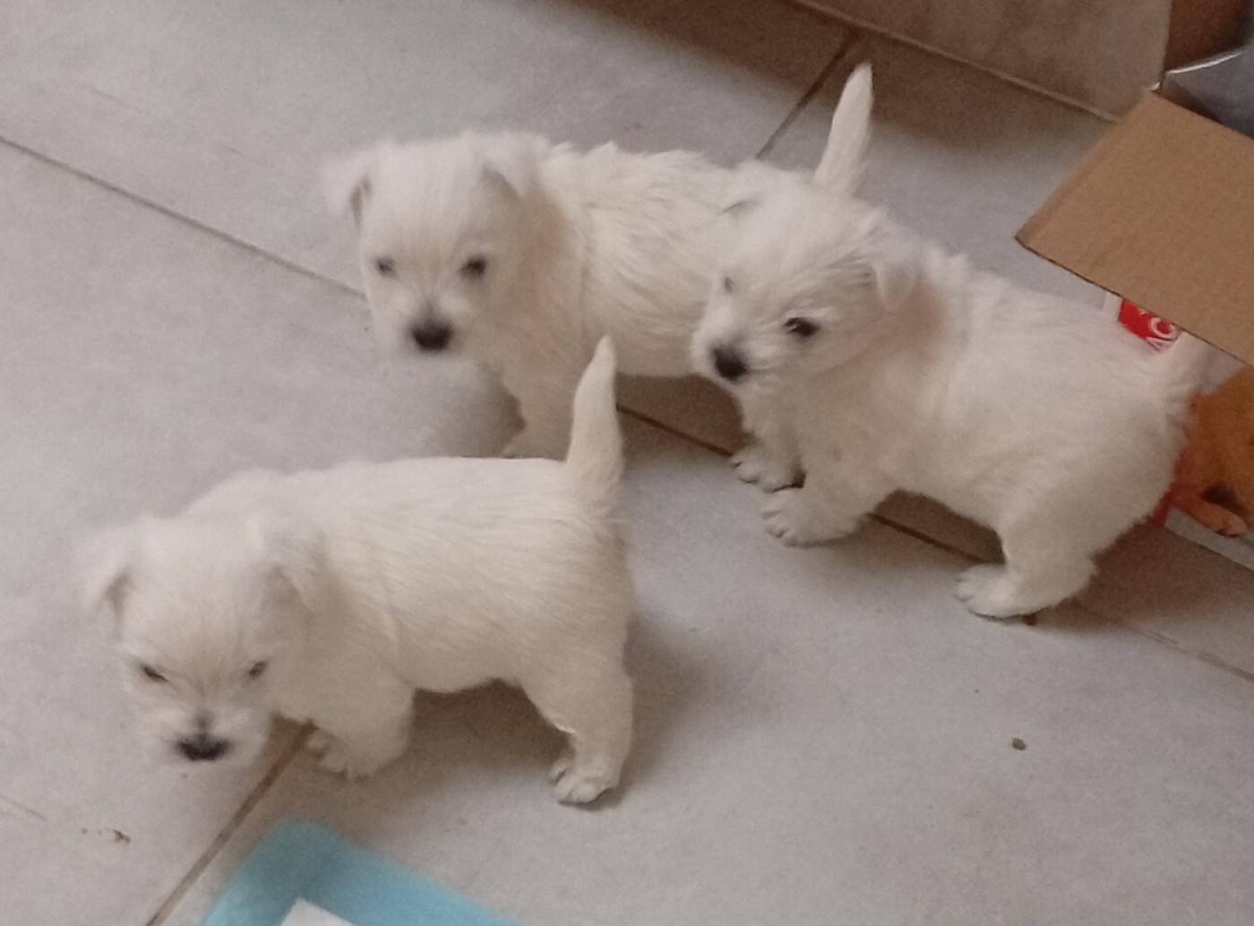 Des Plaines D’Osiris - West Highland White Terrier - Portée née le 08/01/2026